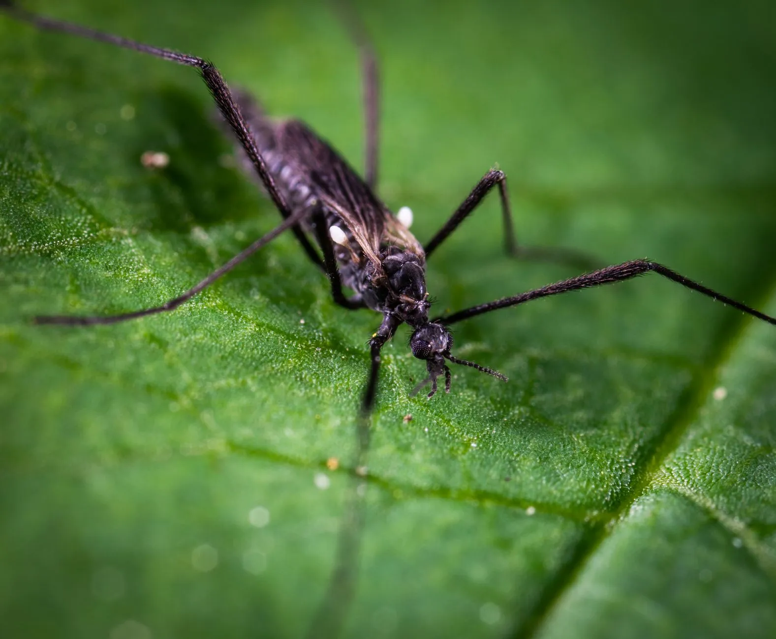 Gros plan sur un grillage de moustiquaire, avec des insectes arrêtés à la surface